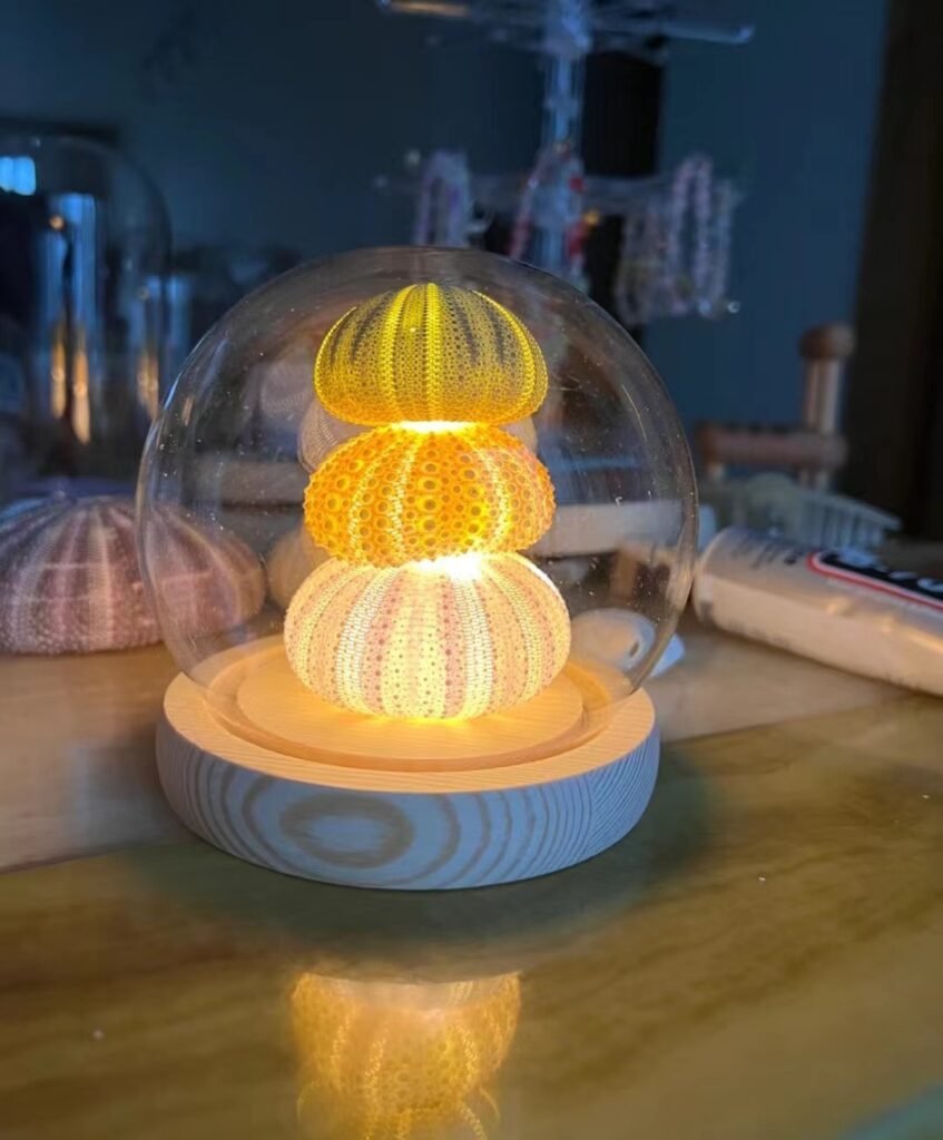 Sea shell lamp